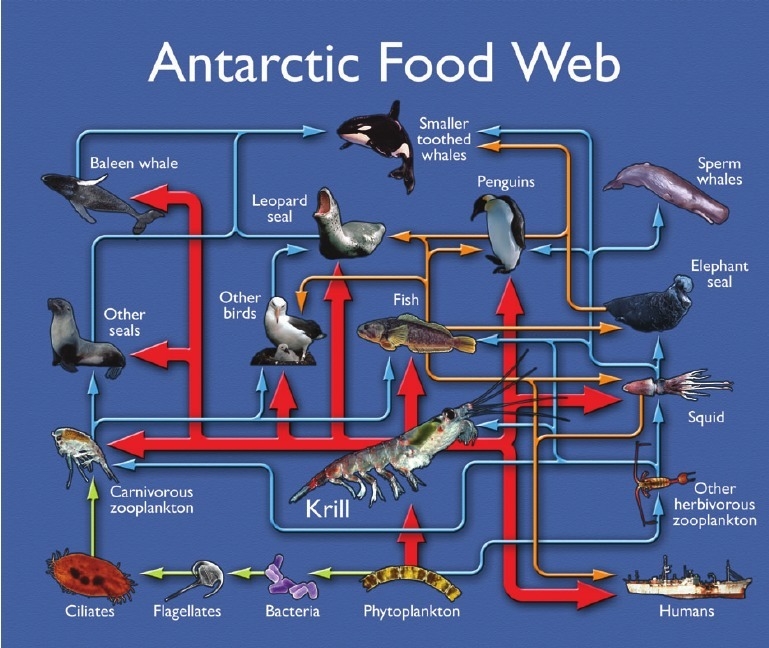 Based on the evidence shown in the diagram below, leopard seals are in what trophic-example-1