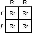 Suppose another cross is done and the probability of the offspring having red flowers-example-2