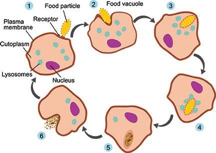 Animals must digest food once it's consumed. The diagram shows the steps involved-example-1