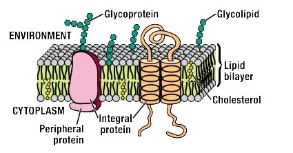 The drawing below shows a portion of the cell membrane and all of the molecules that-example-1