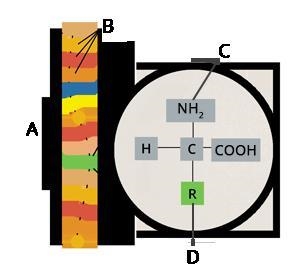 Study the image. Which part of the protein is an amino acid? A C B D-example-1