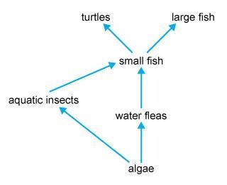 25 POINTS!!!! ONLY ANSWER IF YOUR 100% SURE The following image is a food web in an-example-1