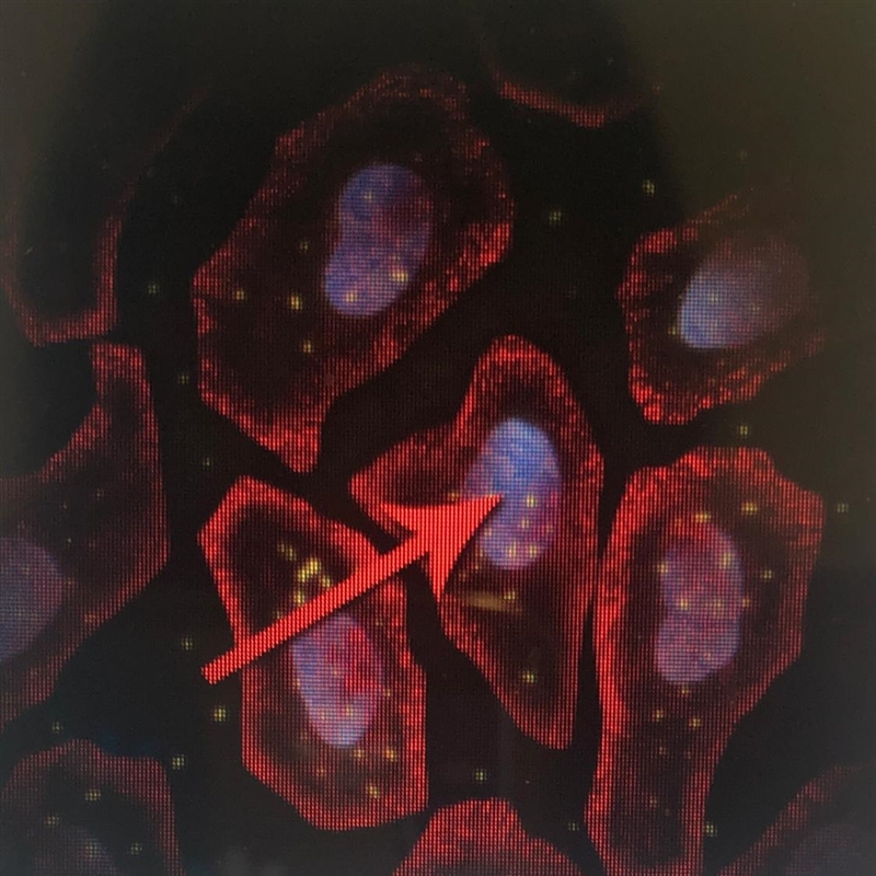 What is the function of the structure identified by the red arrow? A. Genetic Information-example-1