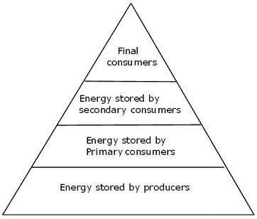 What is the MOST LIKELY effect on the energy pyramid if all producers are removed-example-1