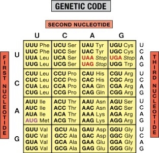 Beginning from the bottom of the strand what would be the amino acid sequence?-example-1