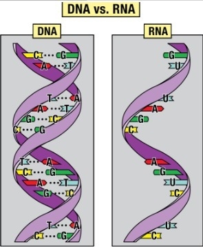 Beginning from the bottom of the strand what would be the amino acid sequence?-example-2