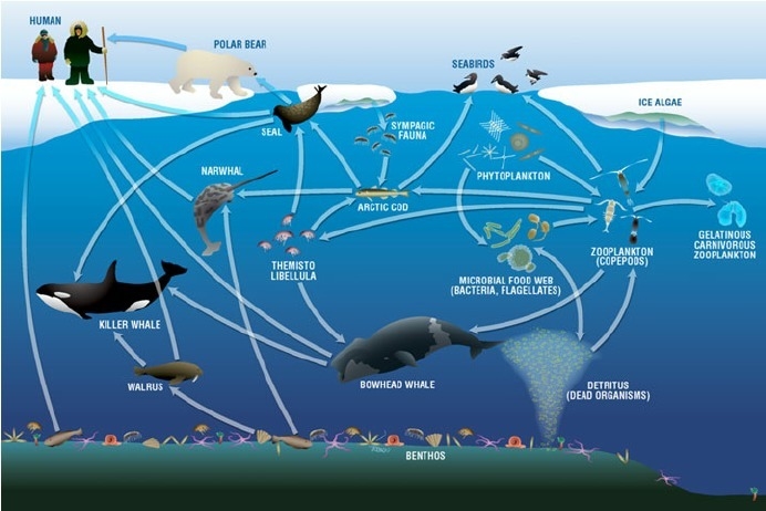 Based on the evidence shown in the diagram below, Arctic cod are in what trophic level-example-1