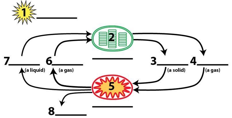 Please match the correct "biology" word with the number on the diagram below-example-1