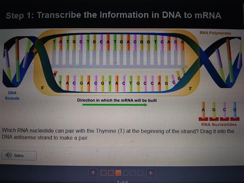 Which RNA nucleotide can pair with the Thymine (T) at the beginning of the strand-example-1