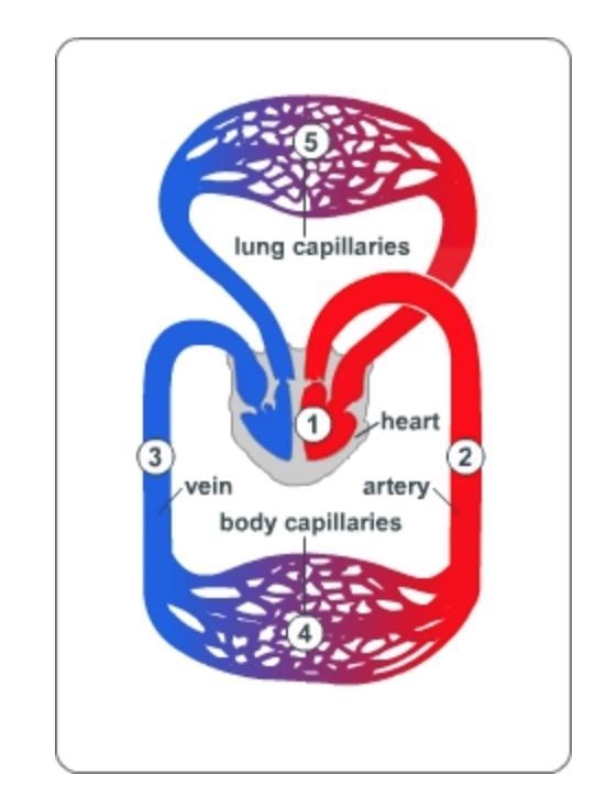 Plz help me Where in the diagram does oxygen first enter the bloodstream? A. 2 B. 4 C-example-1