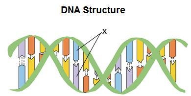 The diagram below shows the structure of a segment of DNA. -- Which of the following-example-1