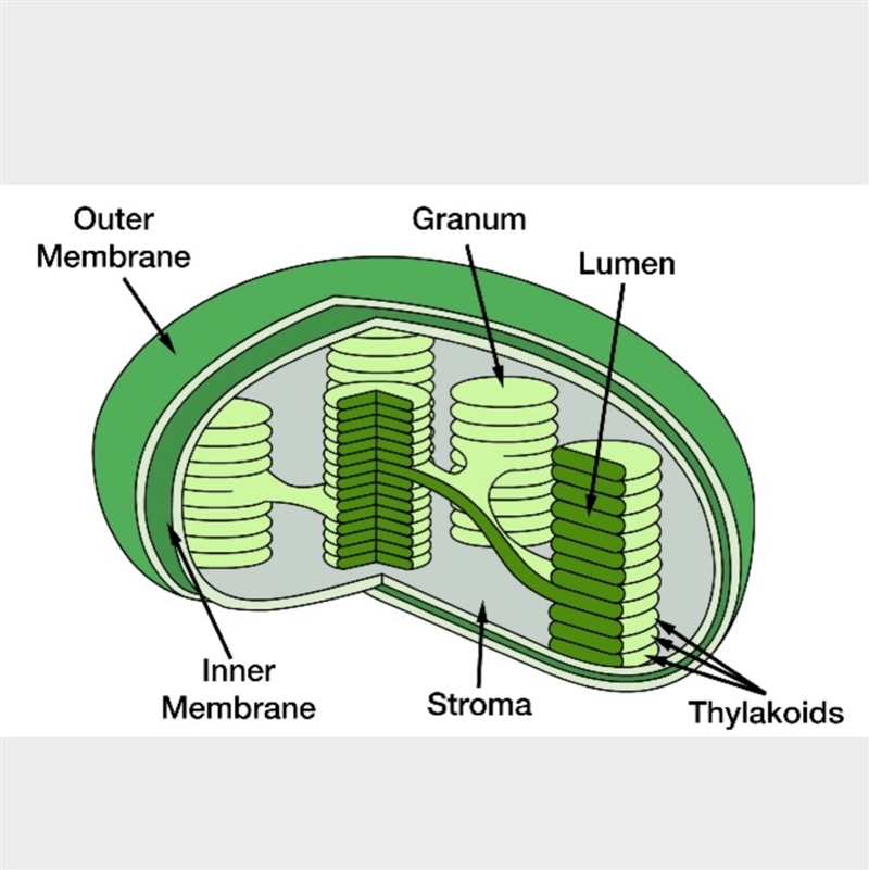 Sunlight is the ultimate source of energy for all life on Earth. However, only organisms-example-1