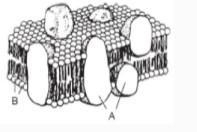 Please hurry! In the diagram below, which structure is labeled with the letter A? A-example-1