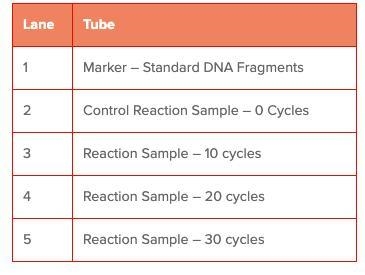 Estimate the number of DNA copies that will be found in tubes 2 through 5. The process-example-1