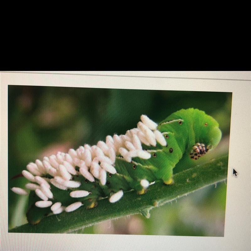 The tomato hornworm, Manduca Quinquemaculata,feeds on the leaves and stems of tomato-example-1