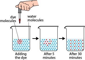 A student is investigating cellular transport. She fills a beaker with 250 ml of water-example-1