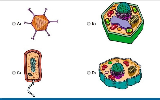 Which of these requires a host cell to copy its genetic material and protein coat-example-1