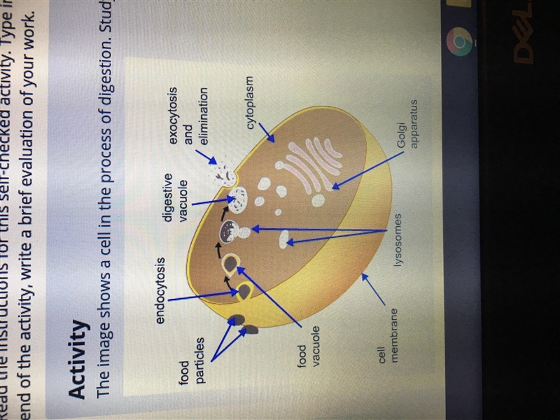 What are the strengths and limitations of this model?-example-1