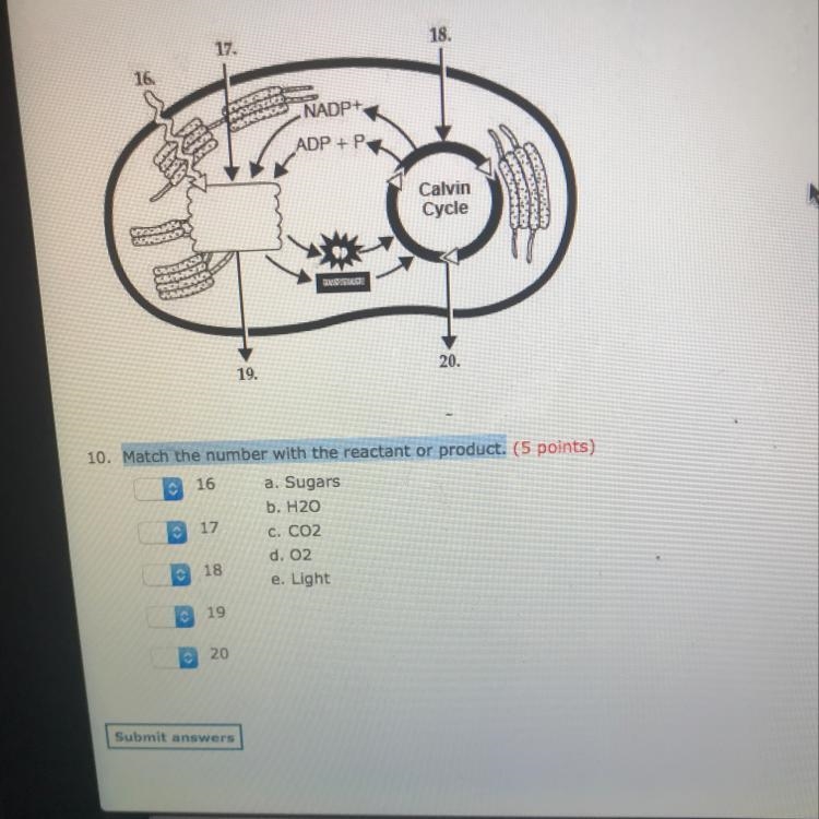 Please Help with this question-example-1