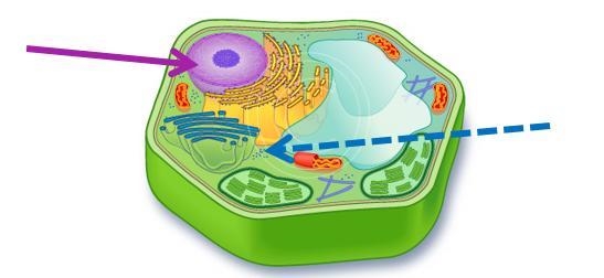 The organelle responsible for breaking down and recycling macromolecules is called-example-1