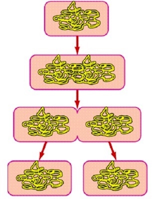 What process is shown above? A. pseudopod formation B. cell wall digestion C. binary-example-1