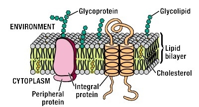 The drawing below shows a portion of the cell membrane and all of the molecules that-example-1