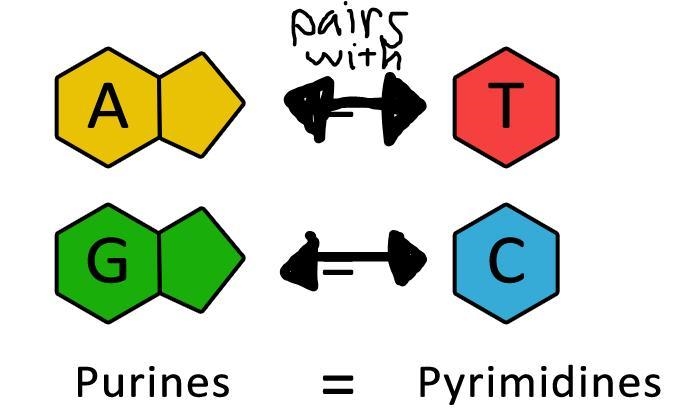 Recall the following rules for base pairing in a DNA strand (note: not in an RNA strand-example-1