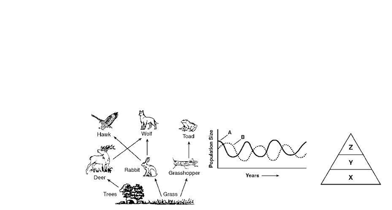 Population A is made up of living animals. The members of population B feed on these-example-1