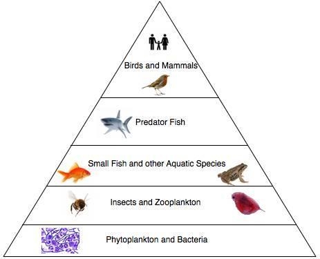 Based on the pyramid, which organism(s) provide the MOST available energy? A) predator-example-1