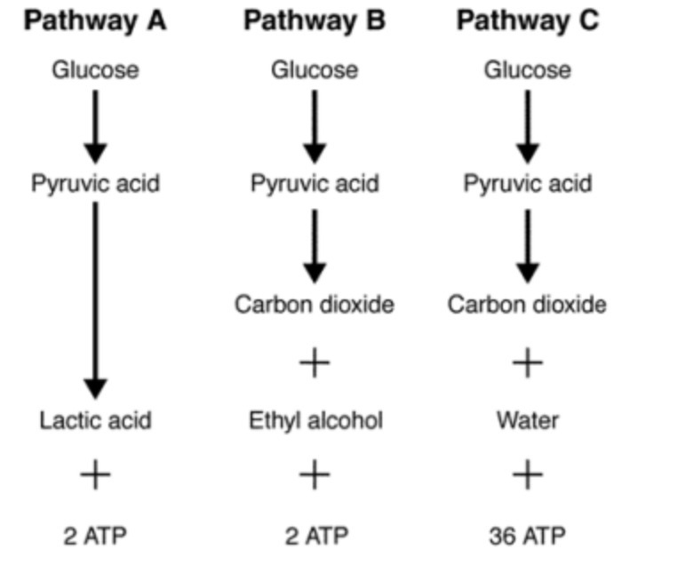 Given the inefficiency of two of the pathways shown in figure 9-4, what advantage-example-1