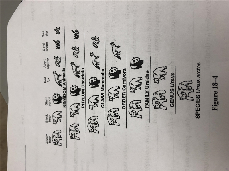 2. Classify Do all organisms shown in Figure 18-4 that belong to the class Mammalia-example-1