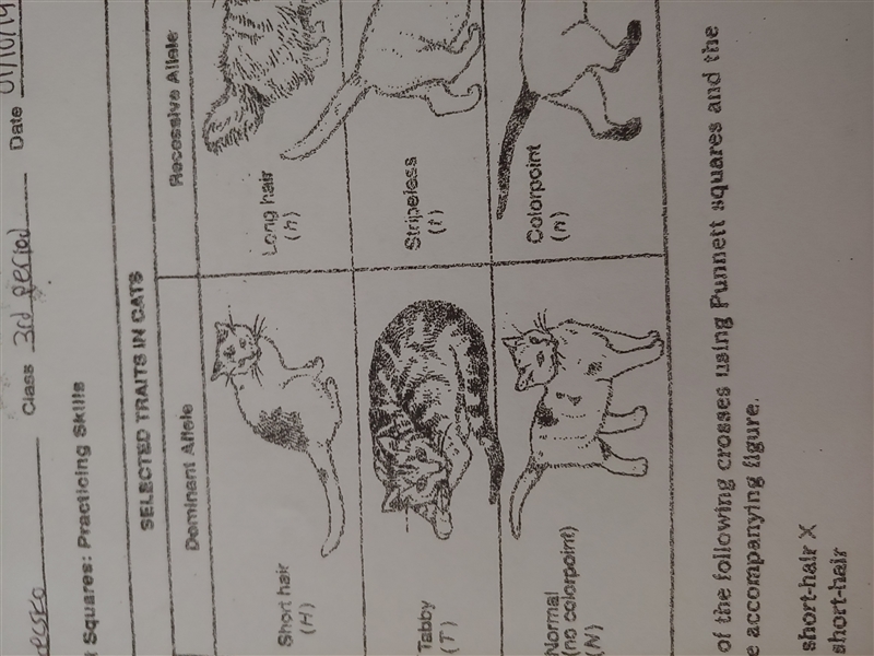 Can somebody help me with #s 4, 5, 6 and 7? I need to make punnett squares.-example-1