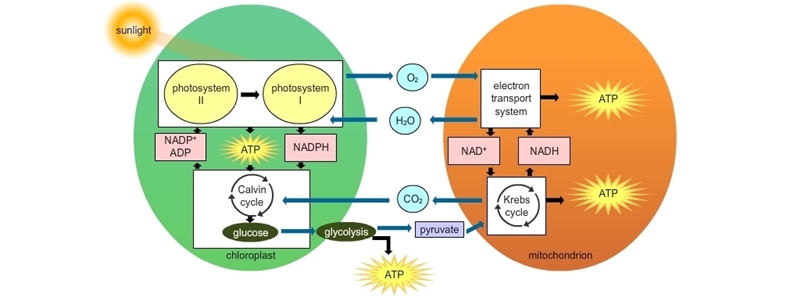 As a whole, plants tend to release more oxygen than carbon dioxide into the environment-example-1