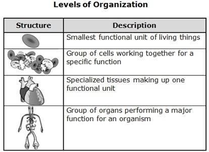 According to the chart above, how does the level of organization in biological systems-example-1