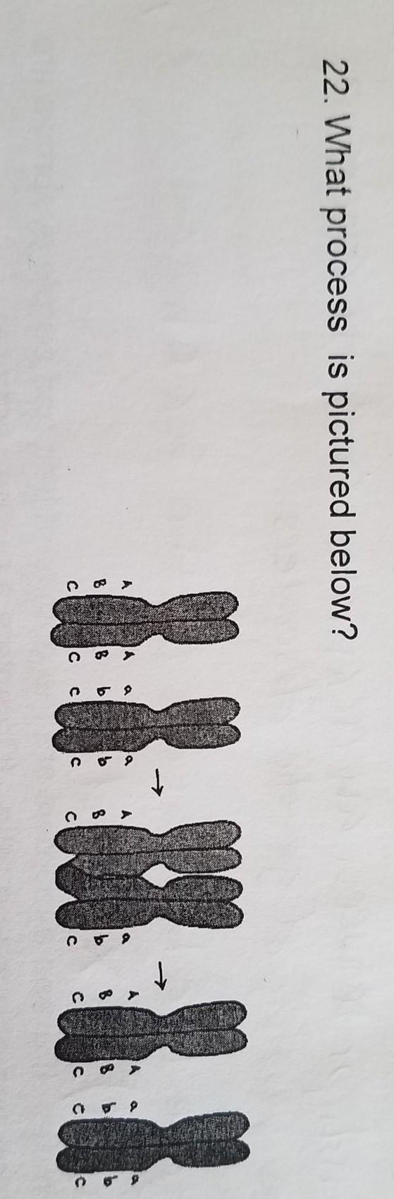 22. What process is pictured below? 3​-example-1