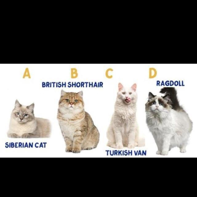 PLS HELP Can you put these cats in the right order (from Largest to Smallest) according-example-1