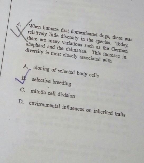 Why correct answer is B. selective breeding? someone please give me a explanation-example-1