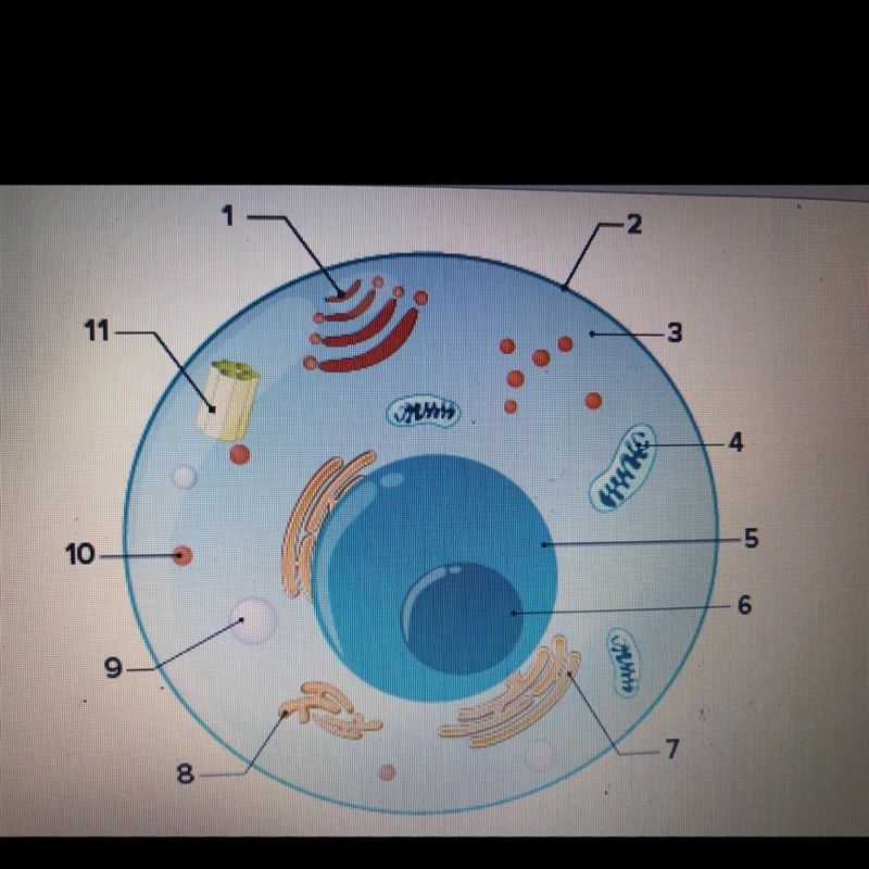 What part of the cell does 9 represent? :)-example-1