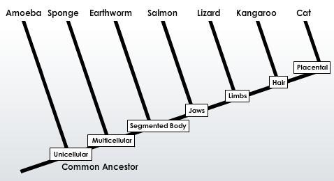 PLEASE HELP! Which is a correct interpretation of this cladogram? A. Salmon do not-example-1