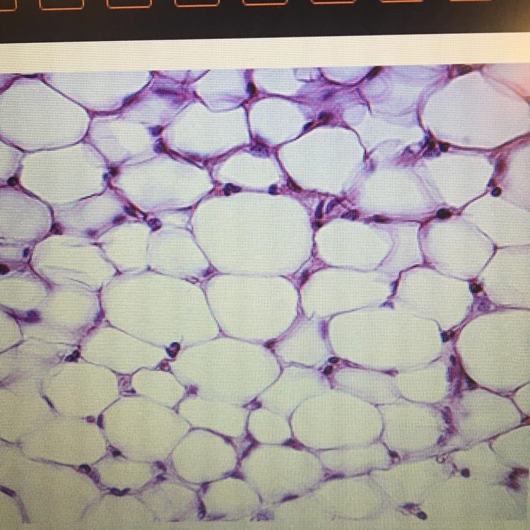 Which level of organization is shown in the image? cell tissue organ organ system-example-1