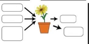 Use the diagram to explain the cellular process of photosynthesis. PLEASE ANSWER ASAP-example-1