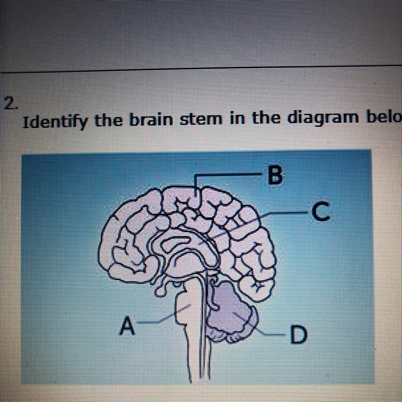 Identify the brain stem in the diagram below! Answer For Extra Points!! 1)C 2)A 3)D-example-1