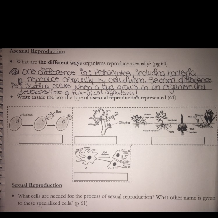 What is the type of asexual reproduction represented inside the box ? Please answer-example-1