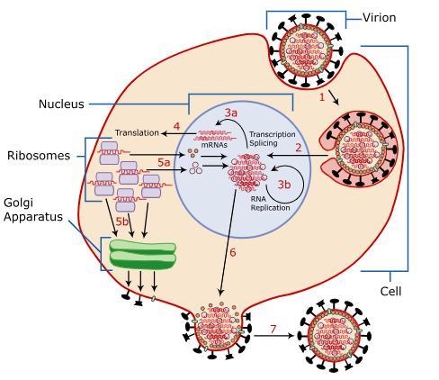 Which statement best describes the process pictured? A) A virus is infecting a bacterial-example-1