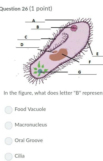 In the figure, what does letter "B" represent?​-example-1