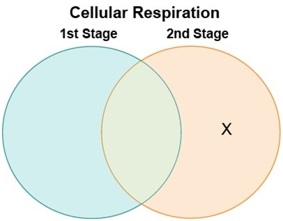 Cassandra made a Venn diagram to compare and contrast the two stages of cellular respiration-example-1