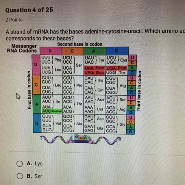 UUU Phelncc UCUY UUA Leu CAU His A strand of mRNA has the bases adenine-cytosine-uracil-example-1