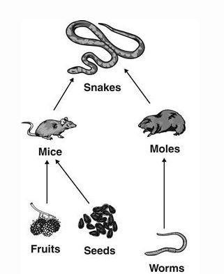 Many different organisms live in Amanda’s garden. The diagram shows a simple food-example-1