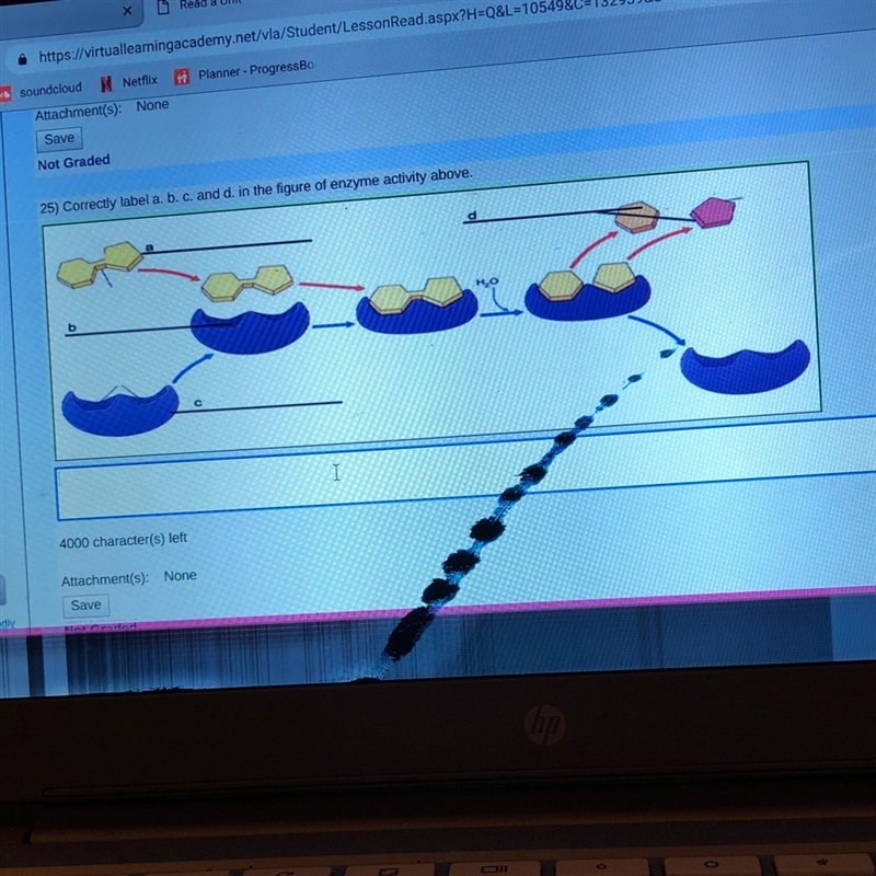 Correctly label a b c and d Enzyme activity ?-example-1