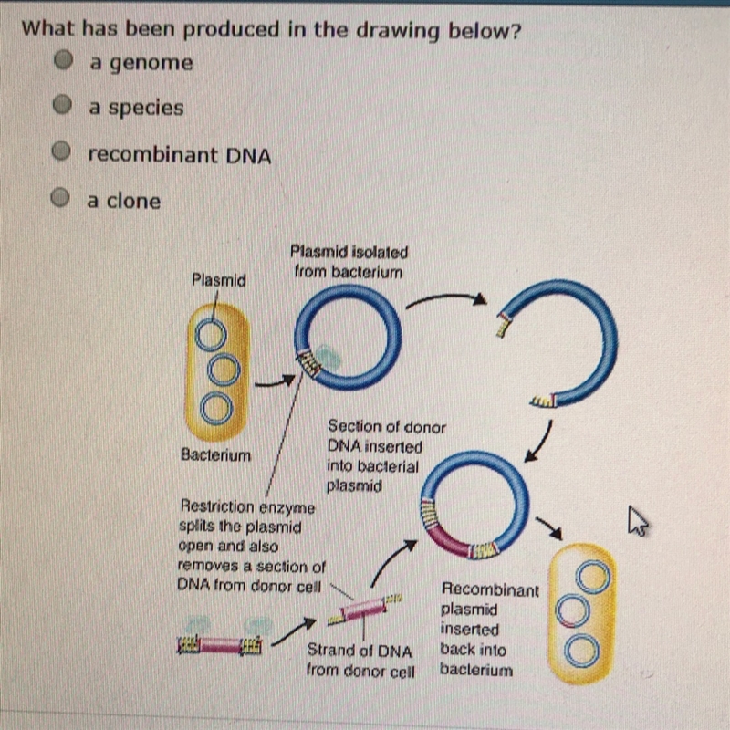 What has been produced in the drawing below? - a genome - a species - recombinant-example-1